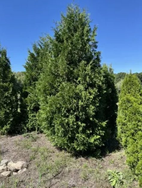 Big John's Tree Farm photo 28