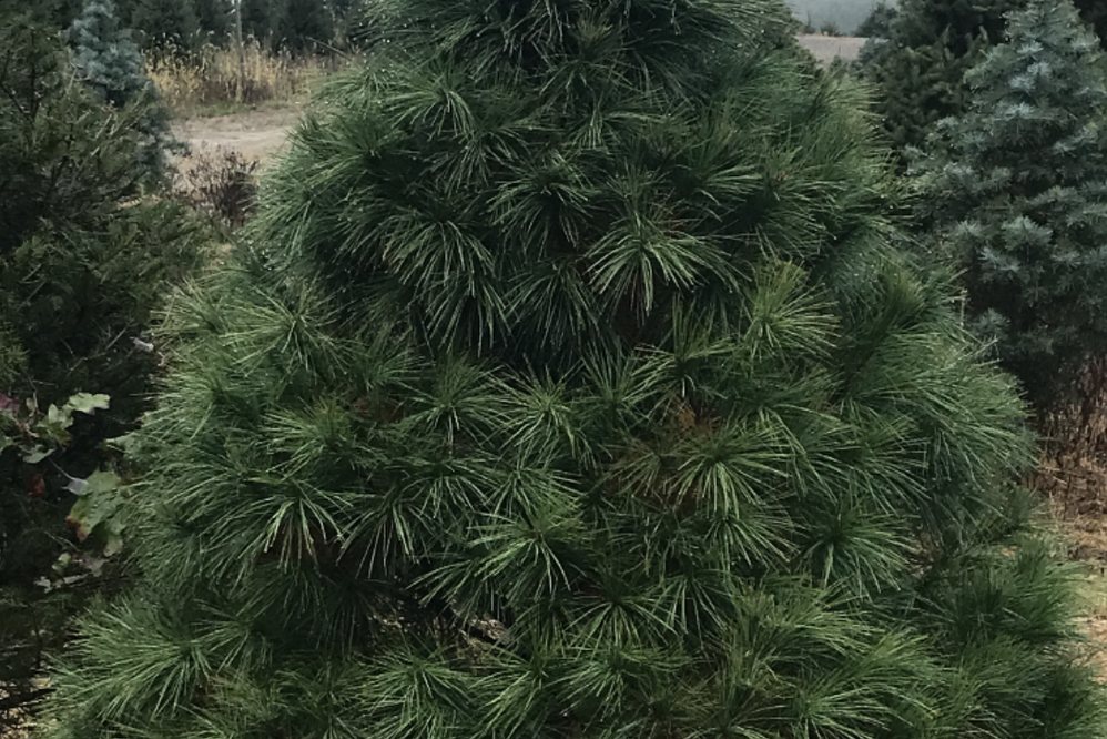 Big John's Tree Farm photo 26