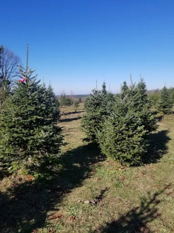 Big John's Tree Farm photo 21