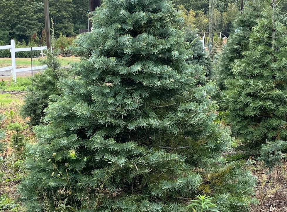 Big John's Tree Farm photo 24