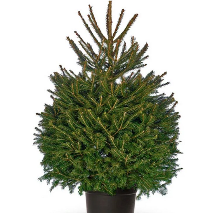 Big John's Tree Farm photo 25