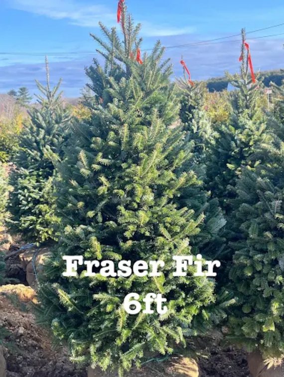 Big John's Tree Farm photo 40