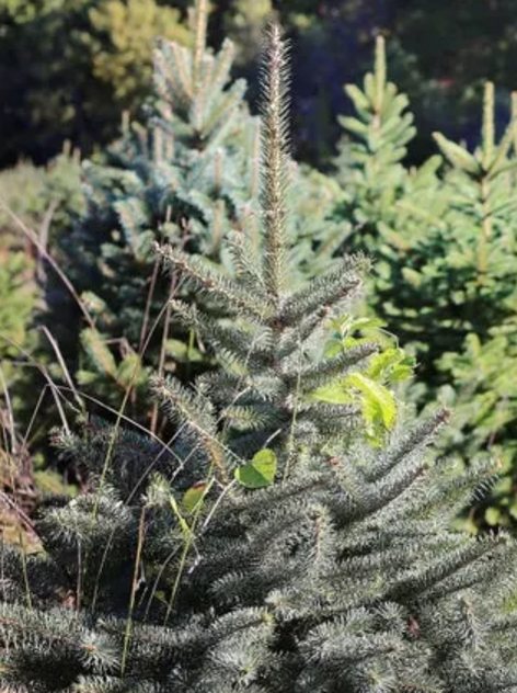 Big John's Tree Farm photo 20