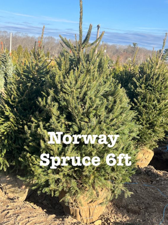 Big John's Tree Farm photo 33