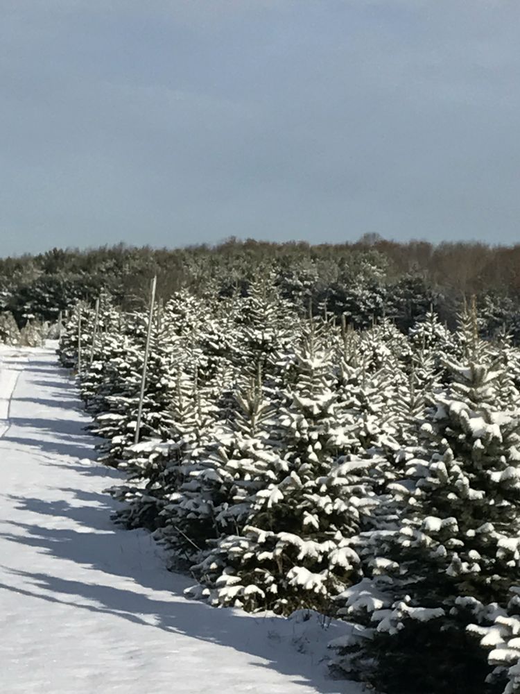 Rows of young Christmas trees covered in snow